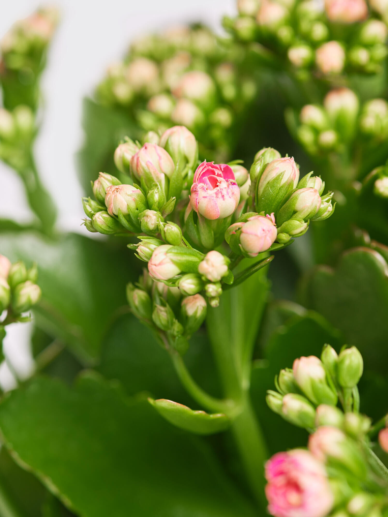 Kalanchoe Lucky
