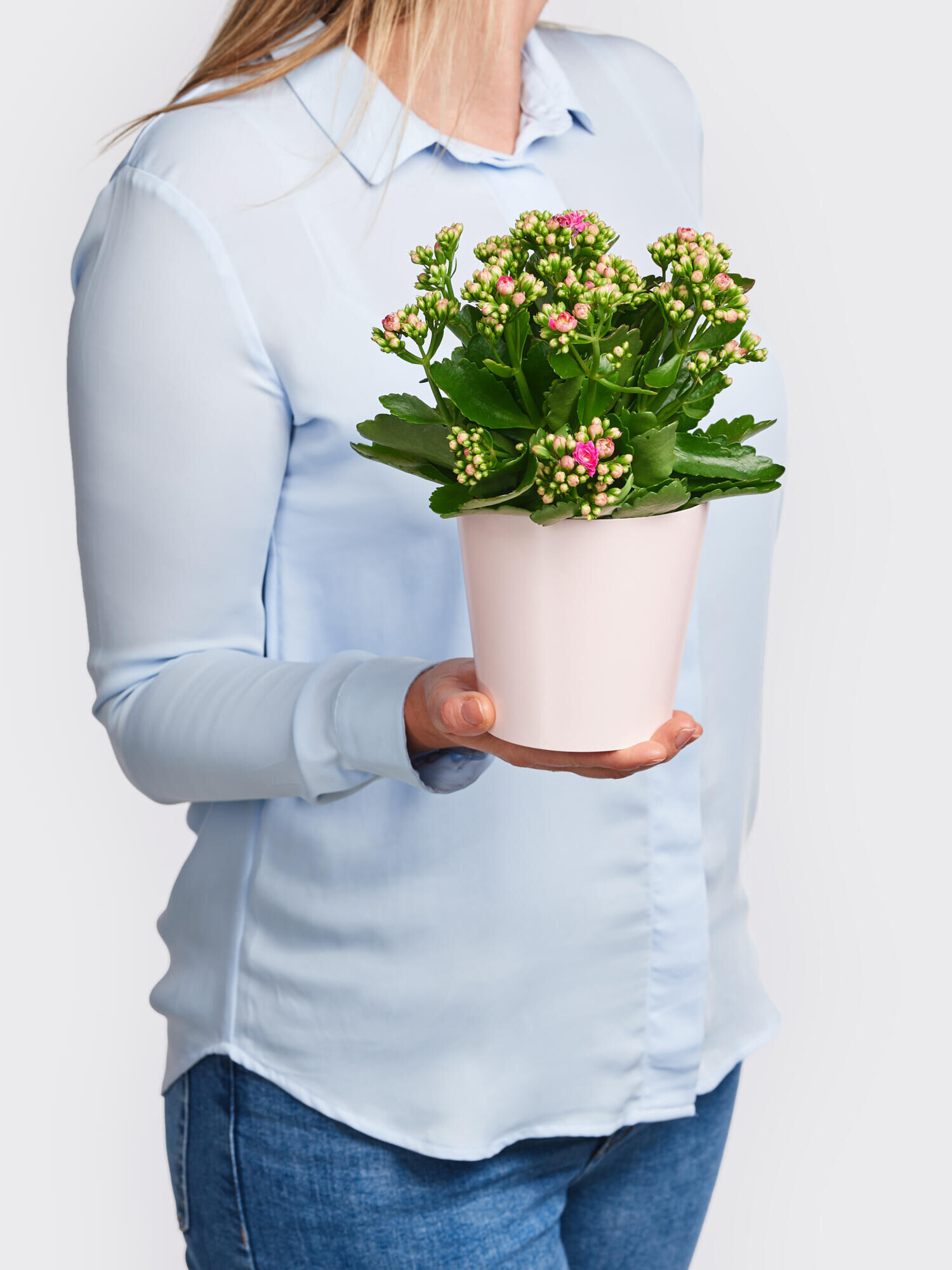 Kalanchoe Lucky