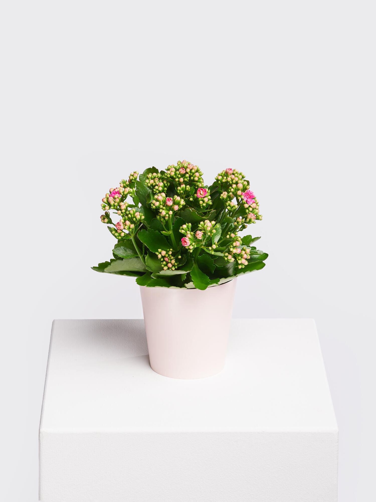 Kalanchoe Lucky