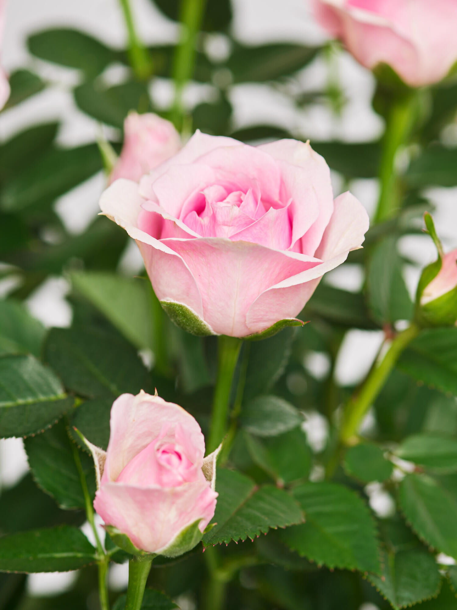 Pot Rose Charming