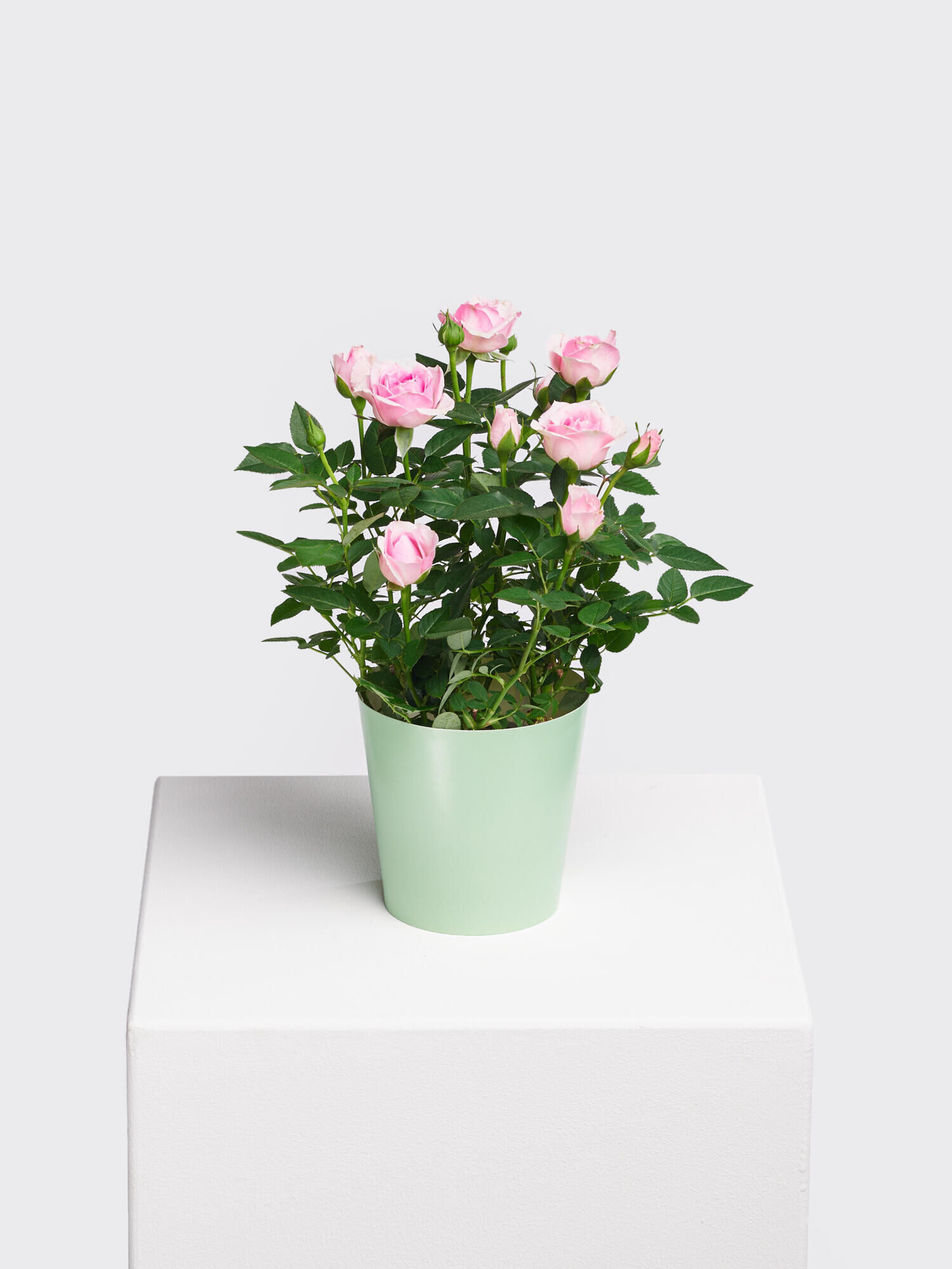Pot Rose Charming