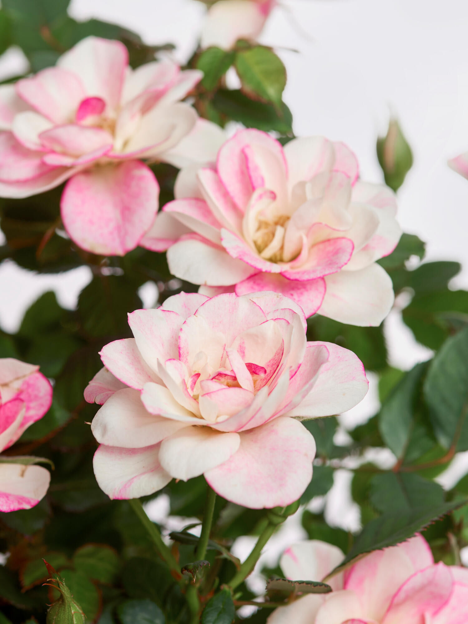 Pot rose Charming with Merci