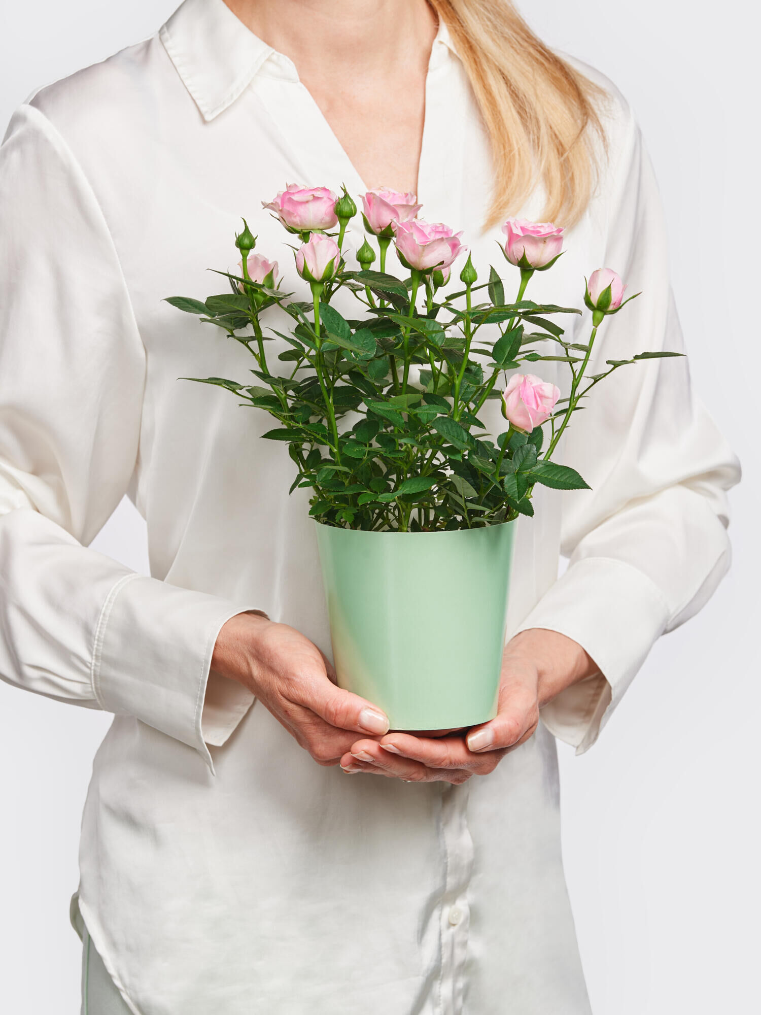 Pot rose Charming with Merci