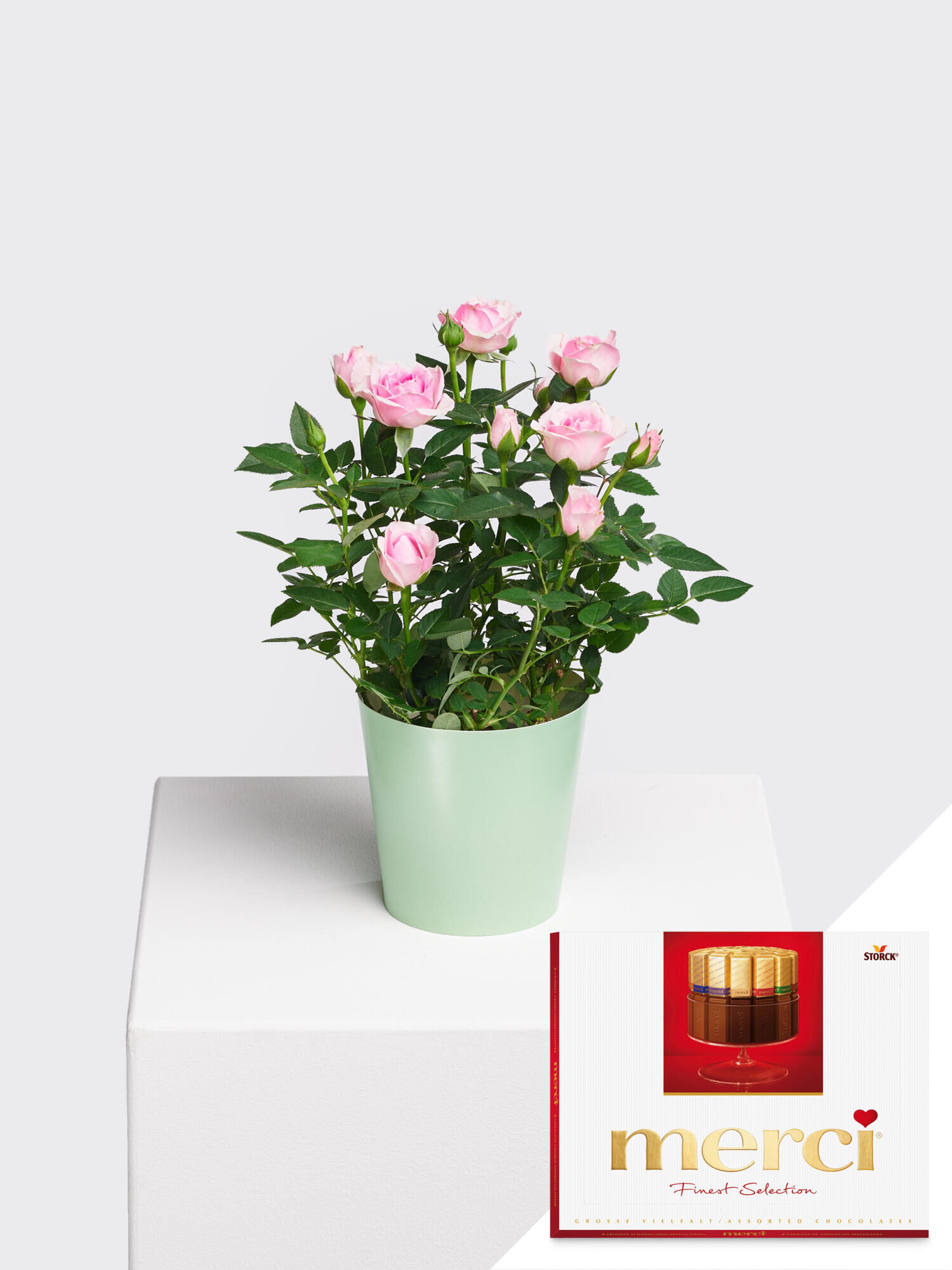 Pot rose Charming with Merci