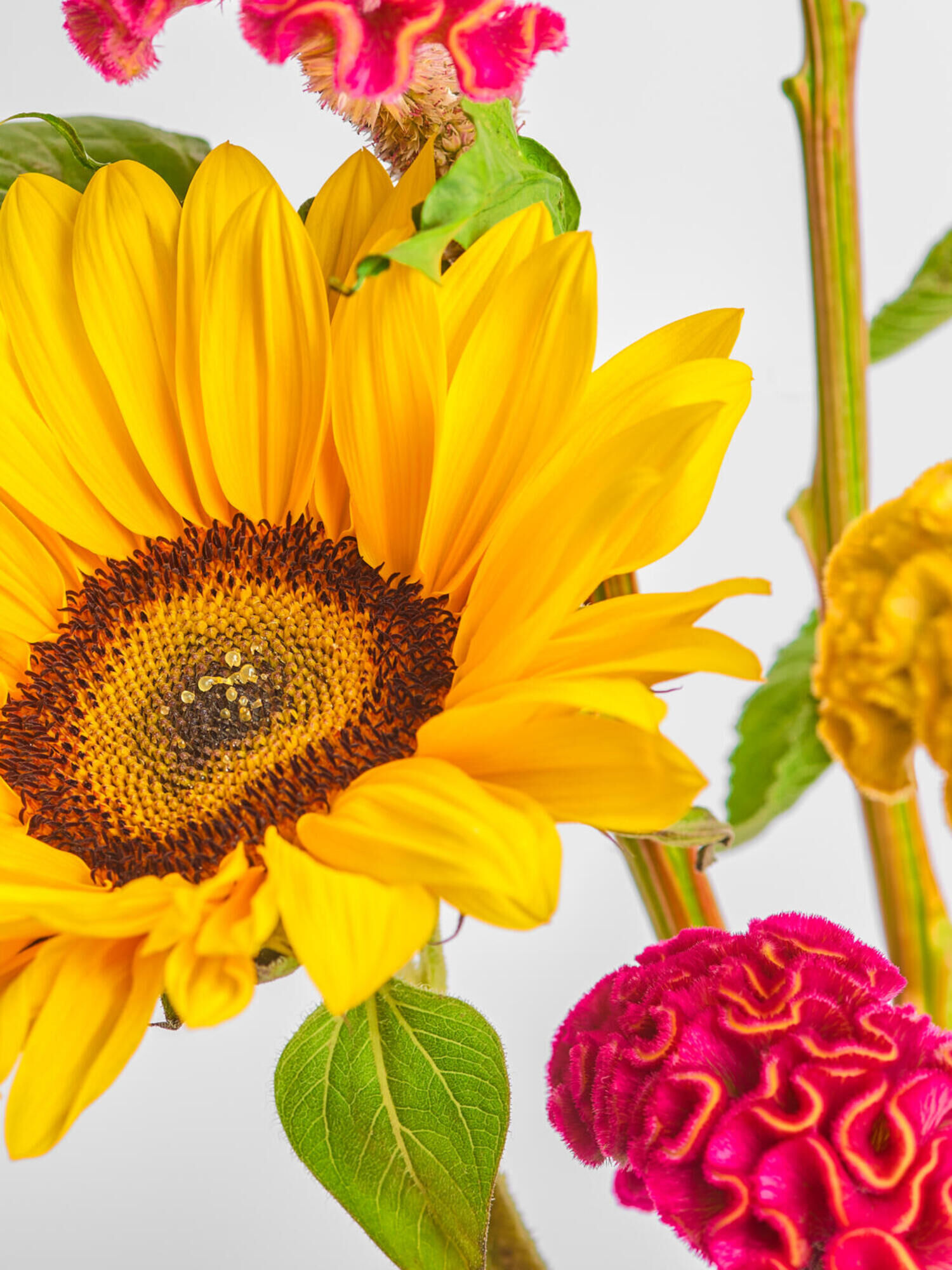 Sunflower Celosia