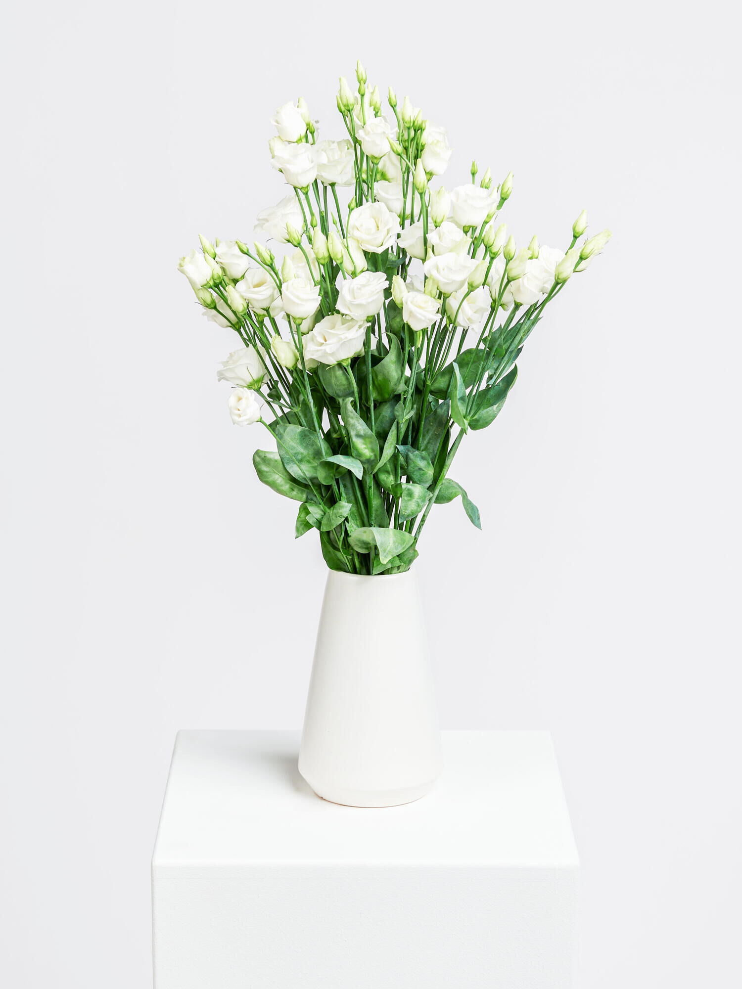 Lisianthus weiß