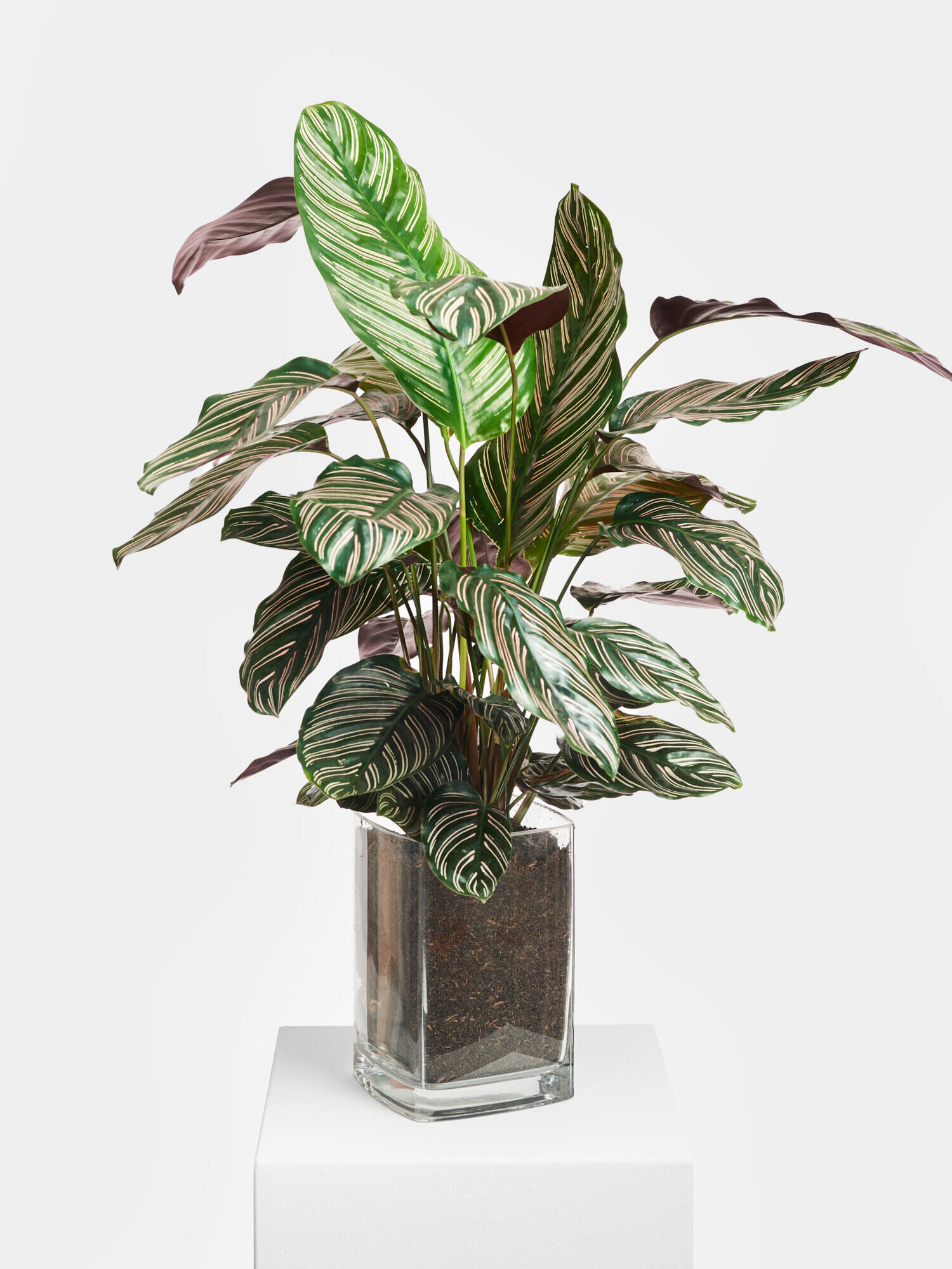 Korbmarante Network in Vase