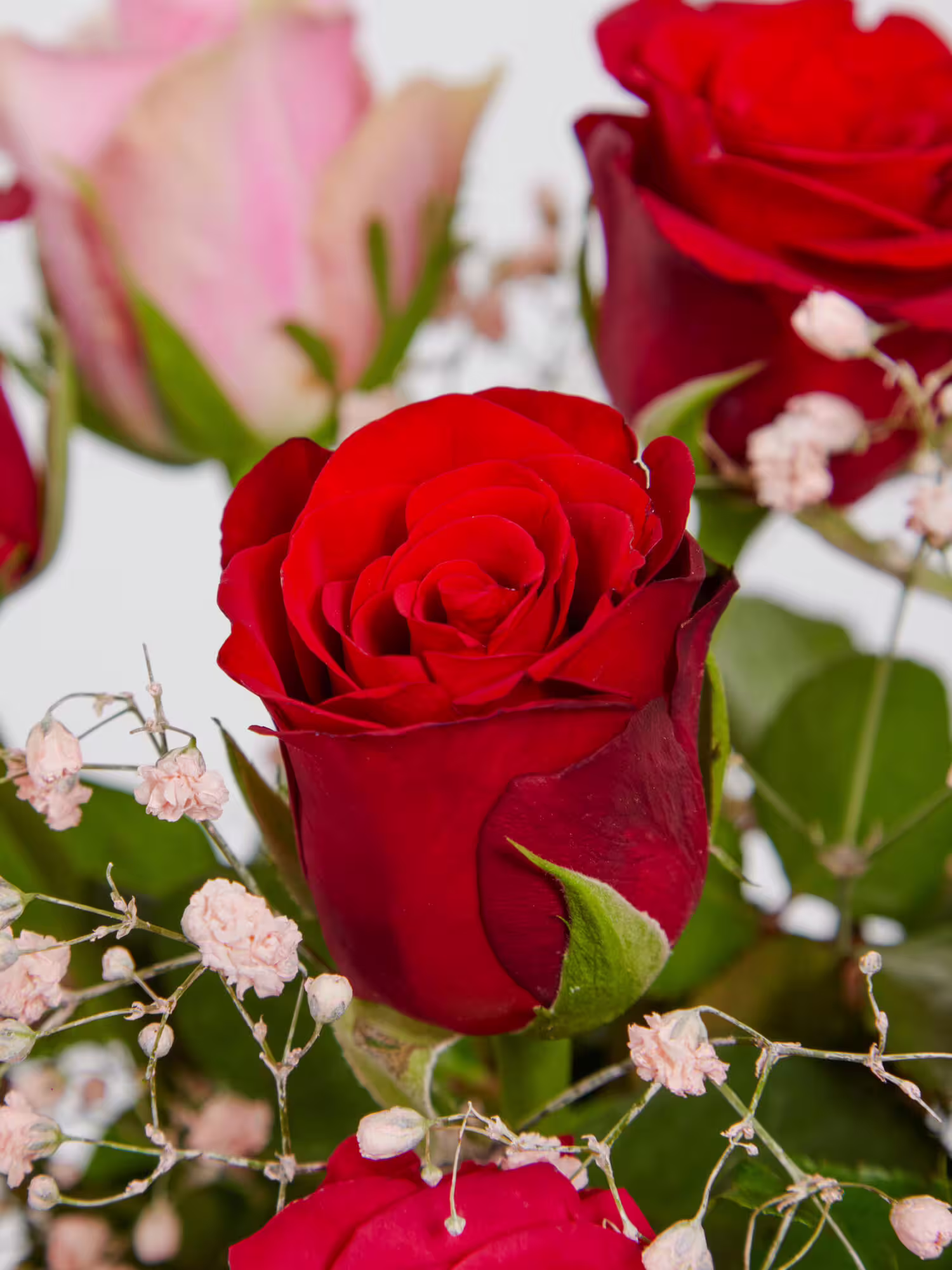 Sweet Roses