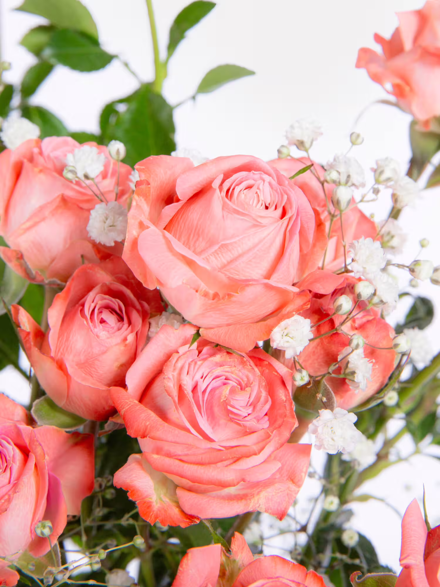 Amazing Roses