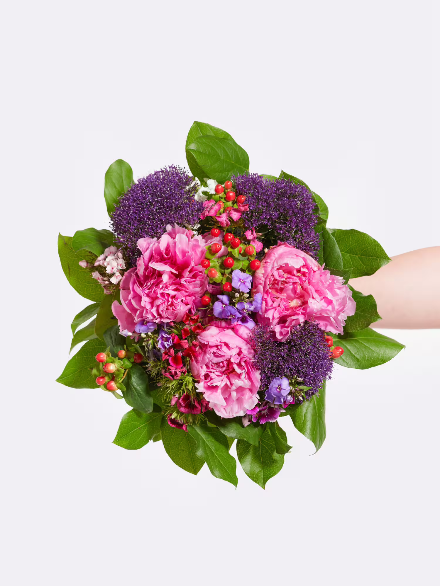 Purple Dream Pfingstrosen